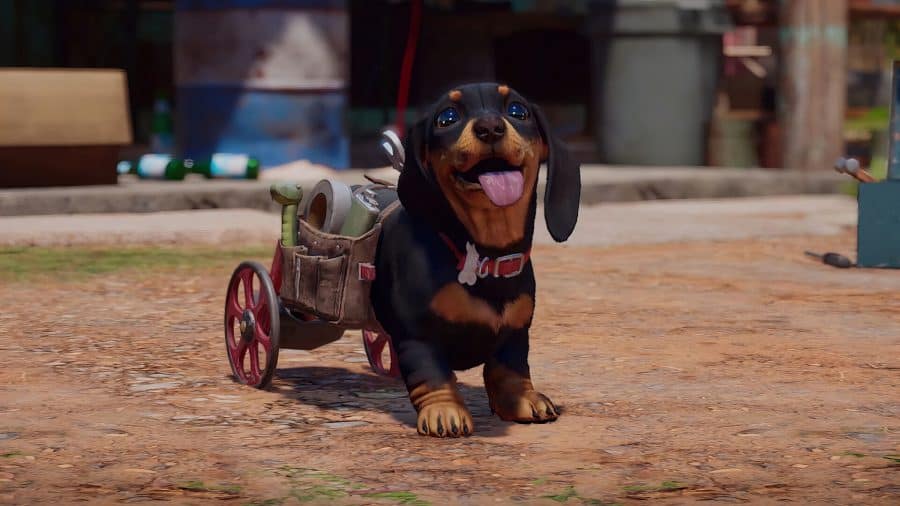 Happy black and brown dachshund supported by wheels on its hind legs on a sunny street