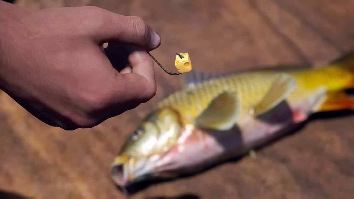 Hand holding fishing hook with yellow bait cube above a caught fish lying on wooden surface