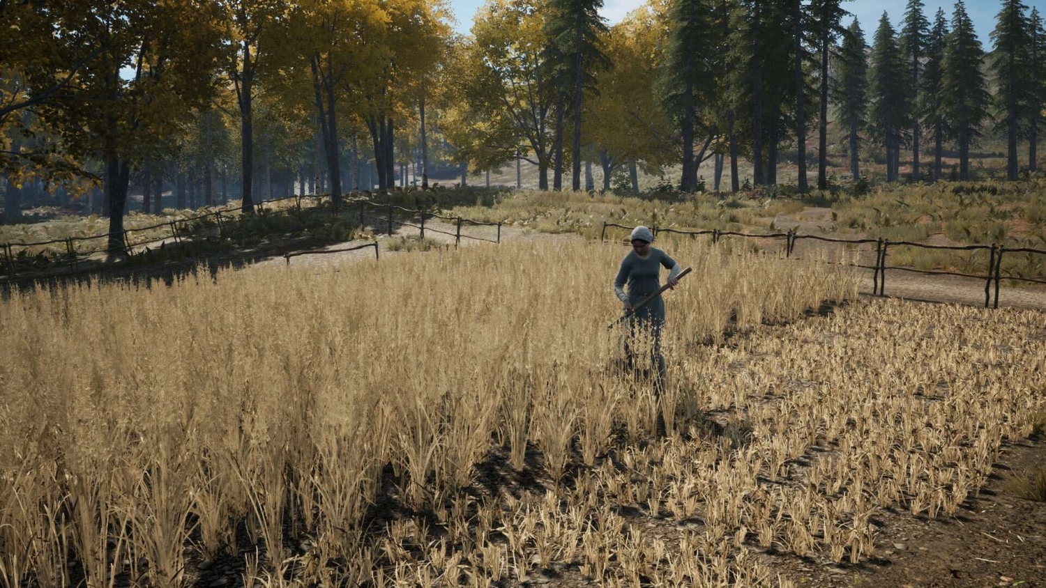 Person harvesting ripe wheat in a fenced medieval farm field with autumn trees in the background